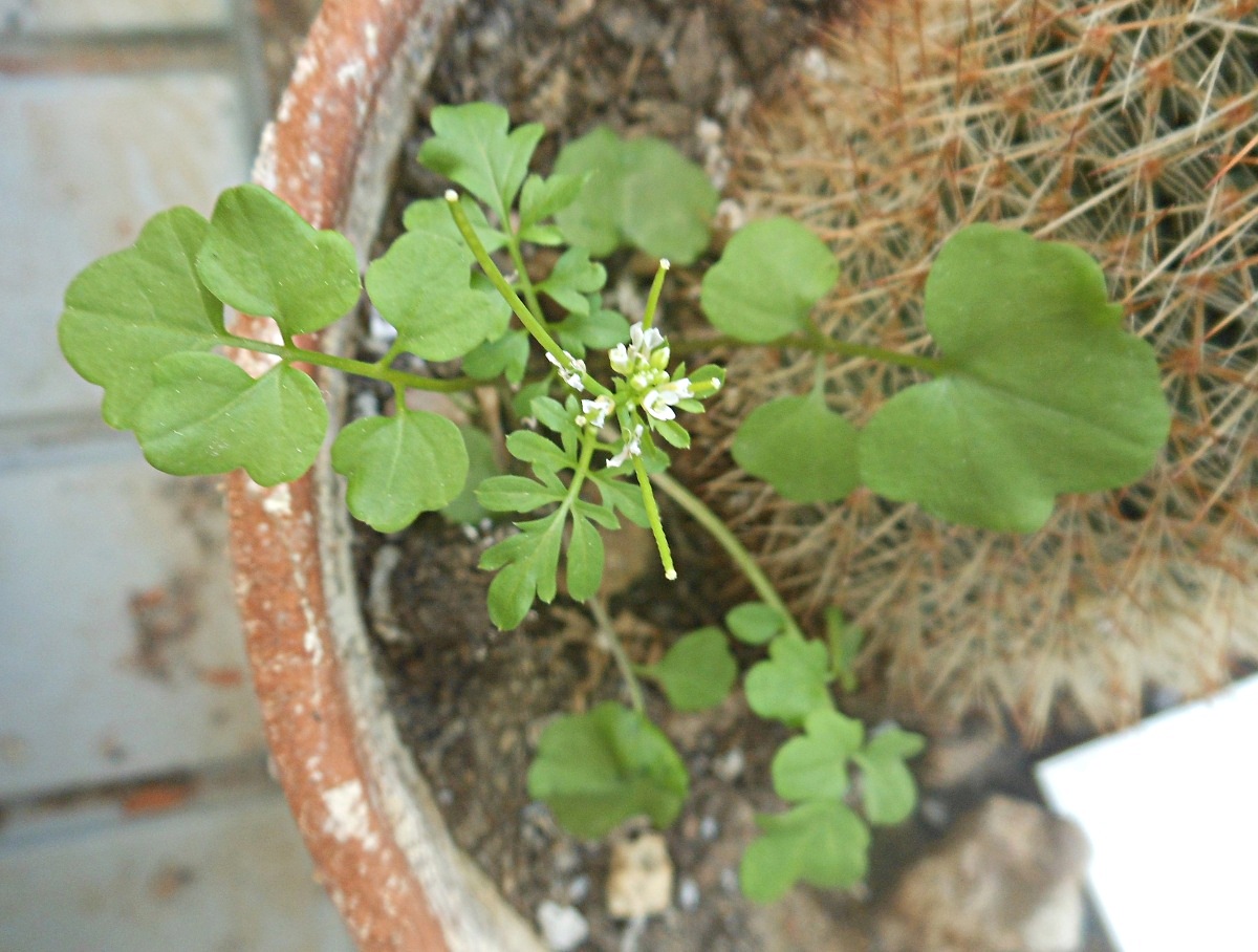Cardamine occulta Hornem.